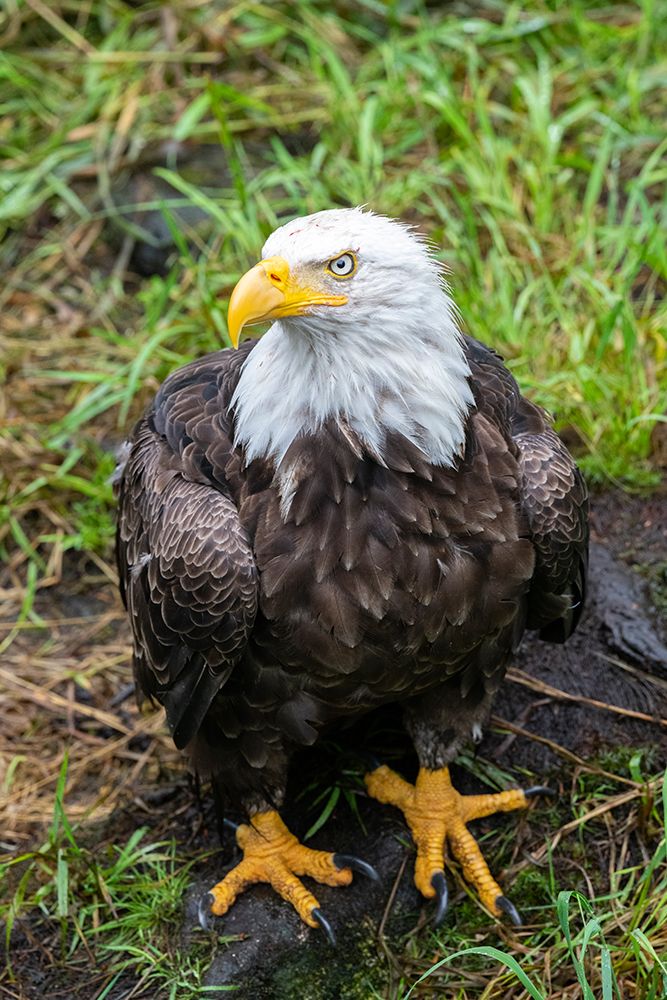 Alaska-Tongass National Forest-Anan Creek. Bald Eagle.